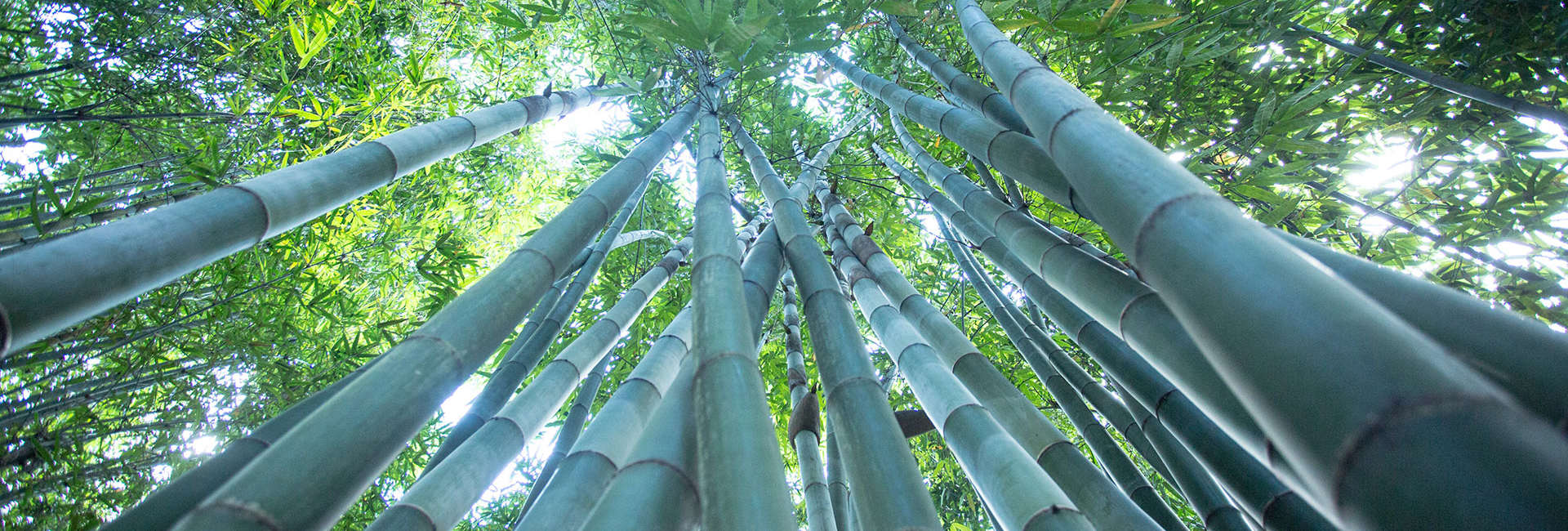 bambuseksperten